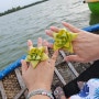 베트남자유여행vs패키지 호이안 코코넛배 바구니배 가격 팁 후기