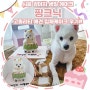 [시흥 강아지 생일 케이크]"핑크닉"고퀄리티 은계 애견 입체케이크 이용후기