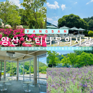 양산 대형카페 느티나무의사랑 수국 라벤더 부산근교 가볼만한곳