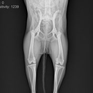 강아지 슬개골탈구 수술 (말푸 민이)