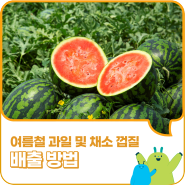여름철 과일 및 채소 껍질 배출 방법(수박, 오렌지, 파인애플, 옥수수)