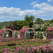 과천 서울대공원 테마가든 장미원 그리고 어린이동물원