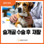 경기광주 강아지 슬개골 탈구 수술 후 재활 및 관리(수술 전문)