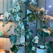 [카페] 식물과 예술작품 감상할 수 있는 용인 갤러리&식물원대형카페 '에스티아'