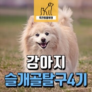 잘 안 걸으려던 강아지 슬개골 탈구 4기 수술받고 산책도 더 잘해요! - 용인 죽전동물병원