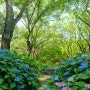 서울 수국 명소 "서울숲 느린 산책의 정원"에 수국이 피었어요