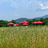 [울주군 가볼만한곳]6월 울산 축제 메밀꽃 영남알프스 숲페스타