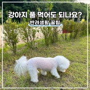 강아지가 풀을 먹는 이유, 먹는 건 안전할까?