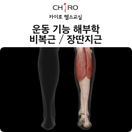 영등포PT, 당산PT 비복근/장딴지근 기능 해부학 - 발목 통증 재활