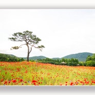 인천대공원 양귀비