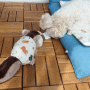 강아지장난감 펫시스트 강아지 움직이는 장난감 트위스트 다람쥐V2 노즈워크 인형
