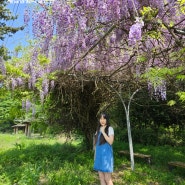 4월 목포 근교 등나무 꽃구경 가능한곳 추천 강진 세심정쉼터 맞은편에 있음