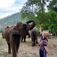 태국 혼자 첫 해외여행 Day8 치앙마이 근교 코끼리 보호소 아디락피자 브루기닝커피
