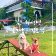 김포 애견카페 운동장 + 애견 수영장이있는 도그캠프 김포점