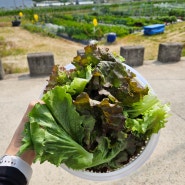 5월의 주말농장 기록 (갑조네 모종심기, 첫 수확, 바질페스토, 나눔)