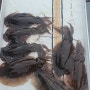 무늬오징어 키로오버 트리플 힛트~뉴그린호 핫조황(8일 5시 예약)
