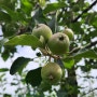 부사사과 2차 사과적과와 최소한뼘 사과와사과사이 거리적과 하기 (사과알따내리기)