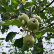 부사사과 2차 사과적과와 최소한뼘 사과와사과사이 거리적과 하기 (사과알따내리기)