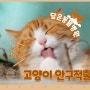 고양이 눈이 터셔서 피가 흘러요/고양이 안구적출 수술