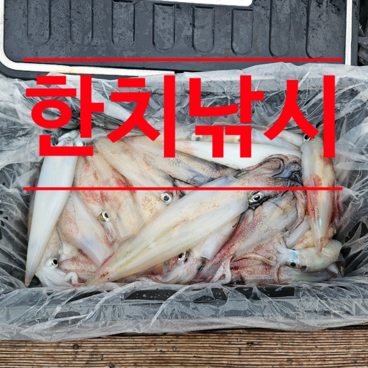 거제 한치선상낚시(한치채비,한치에기,한치슷테,한치낚시대) : 네이버 블로그
