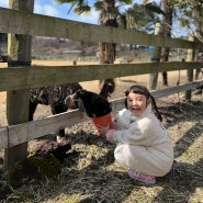 20240223_0228(7살/11살) 가족제주도여행/4일차/통나무파크제주/도치돌알파카목장/애월맛집우굼/더그랜드섬오름/사계절온수풀/중문모메든식당