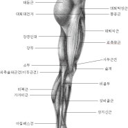 [ 브레이브힐 후평점 ] 하체근육의 중요성에 대해 알아보아요!!