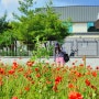 주말 잠실 데이트 추천 올림픽공원 들꽃마루 양귀비 (+장미공원)