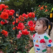 6월 아이랑가볼만한곳 올림픽공원 장미정원 양귀비 유채꽃 주차팁