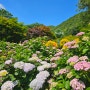 수국 명소, 경기 광주 가볼만한 곳 <율봄식물원> : 수국 축제 현장을 가다!