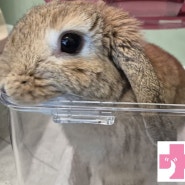 [세종시 동물병원] 고운동물병원 토끼 중성화수술