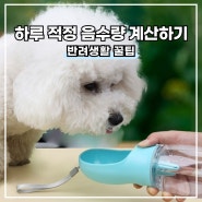 강아지 하루 음수량 계산, 음수량 늘리기 방법은?