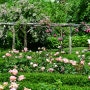 Rose garden 산책