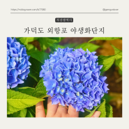 6월 부산 가볼만 한 곳 가덕도 외양포 야생화단지 수국 개화 상황