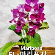 엘라 시리즈 EL-마리포사 스트렙토카르푸스