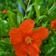 베리드림팜 치유농장, 농부의 손길로 탄생한 석류꽃입니다.