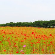 피크닉 장소 굿 경기도 시흥 갯골생태공원 요즘 풍경 양귀비 꽃밭