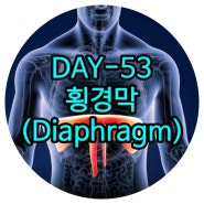 일산 재활 DAY-53 횡경막(가로막, Diaphragm) 덕이동 재활