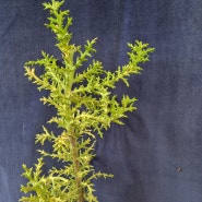 Euphorbia stenoclada var. (은각산호 금)
