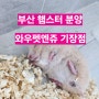 [부산 햄스터] 와우펫앤쥬 기장점 / 부산 햄스터 분양 / 부산 소동물 분양 / 부산 파충류 분양