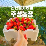 논산 딸기체험 아이랑갈만한곳 주성농장