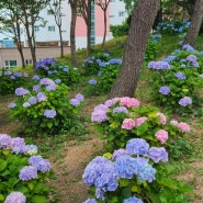 울산수국축제