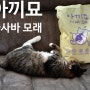 아끼묘 카사바 모래, 먼지 없는 고양이 모래 - 벤토나이트와 비교