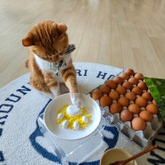 고양이 계란 노른자 후라이 삶은달걀 껍질 음식 급여 전 주의점