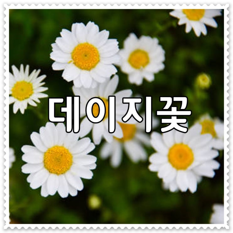 데이지 꽃말 데이지꽃 종류 마가렛데이지 샤스타데이지 차이점 : 네이버 블로그