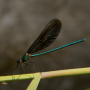 물잠자리 유충 날개 서식지 특징