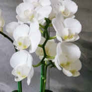호접란 아마빌리스 Phalaenopsis Amabilis 순백색의 하얀 꽃