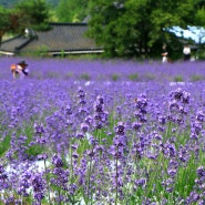 〈전북특별자치도 고창군 – 보랏빛 향기 가득한 라벤더(Lavender) 축제 - 고창 청농원(高敞 凊農園) 〉