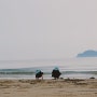 충남 태안 안면도 여행코스 추천 아이와 갈만한 이색체험