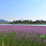 연꽃이 피기 시작한 장성 황룡강생태공원의 초여름 풍경