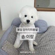[화성/봉담] 강아지미용 비숑미용 ‘솜이랑’ / 내돈내산 리뷰